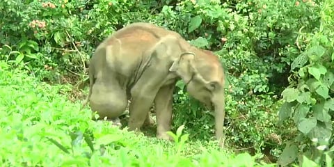 காலில் கட்டியுடன் திரிந்த குட்டியானை உயிரிழப்பு - வனத்துறை ஆய்வு