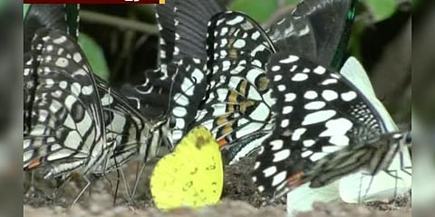 மேற்குத்தொடர்ச்சி மலைக்காடுகளை வந்தடைந்த பட்டாம்பூச்சிகள்