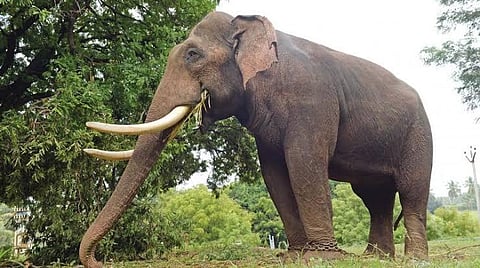 யார் இந்த அரிசி ராஜா ?