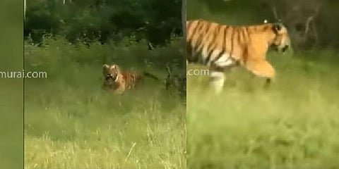 வீடியோ எடுப்பதை கண்டு ஆக்ரோஷத்தில் பாய்ந்த புலி (வீடியோ)
