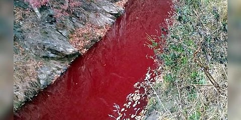 தென் கொரியாவில் ஓடும் ரத்த ஆறு - காரணம் என்ன?