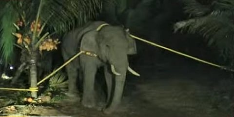 மயக்க ஊசி செலுத்தி அரிசி ராஜாவை பிடித்த வனத்துறை