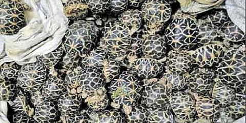 பேருந்தில் கடத்தி வரப்பட்ட 65 நட்சத்திர ஆமைகள் பறிமுதல்