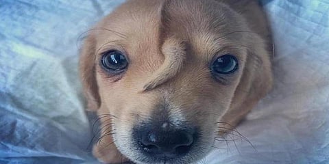 தலையில் வாலுடன் பிறந்த நாய்க்குட்டி: இதயங்களை வென்ற நர்வால்