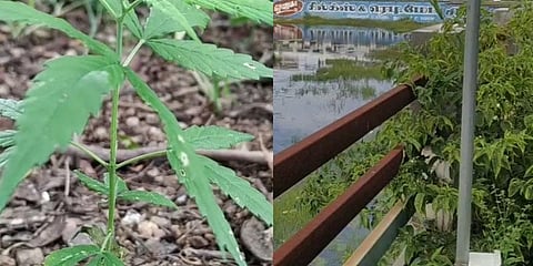 கோவில் தெப்பக்குளம் அருகே கஞ்சா செடி: அதிர்ச்சியடைந்த ஊர் மக்கள்!