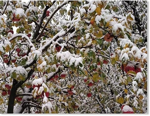 கடுமையான பனிப்பொழிவு: காஷ்மீரில் ஆப்பிள் விளைச்சல் பாதிப்பு