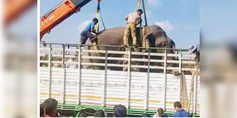 5 பேரை மிதித்துக்கொன்ற அசாம் காட்டு யானை உயிரிழப்பு