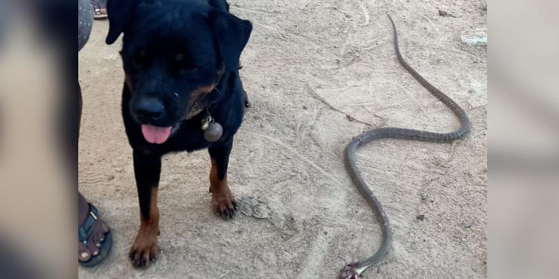 தன்னுயிரை துச்சமென எண்ணி எஜமானருக்கு விசுவாசத்தை காட்டிய நாய்