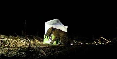 கரும்புத் தோட்டத்திற்குள் சிறுத்தைக் குட்டிகள்!