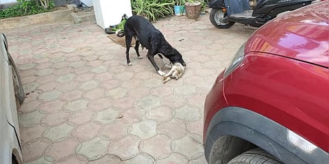 உயிரிழந்த நாய்க்குட்டியை வாயில் கவ்வித்திரியும் தாய்