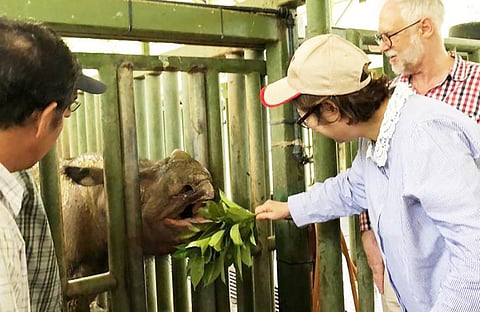 சுமத்ரான் வகை காண்டாமிருகம் அழிந்துவிட்டது மலேசிய அரசு அறிவிப்பு