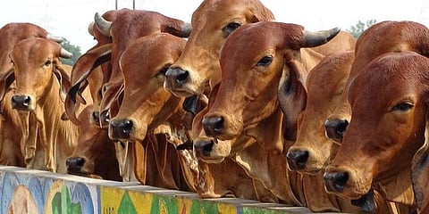 குளிர்காலத்தில் மாடுகளுக்கு சணல் கோட் ! - அயோத்தி மாநகராட்சி தகவல்