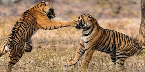 புலிகளுக்கிடையே மோதல்: ஒன்றரை வயது புலி உயிரிழப்பு