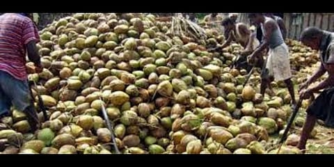 மழையால் அழுகிய தேங்காய்கள் - வியாபாரிகள் கவலை