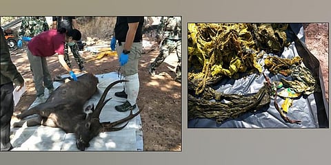 இறந்து கிடந்த மான் வயிற்றில் 7 கிலோ நெகிழி!