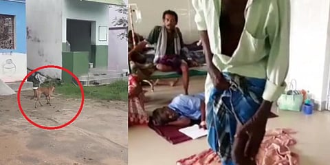 காண்போரை கடித்துக் குதறும் வெறி நாய் - அச்சத்தில் ஊரே நடுக்கம்