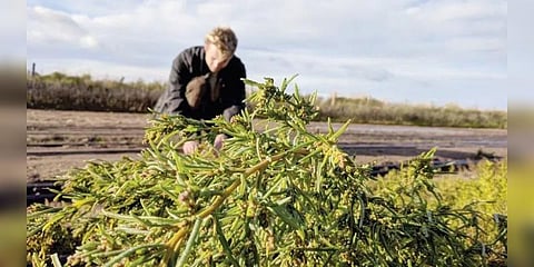 கடல்நீரை பயன்படுத்தி விவசாயம் : வறட்சியை சமாளிக்க மாற்று வழி