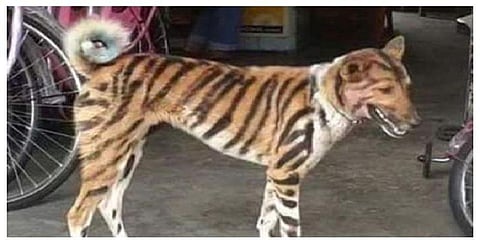 ‘நாயை புலியாக மாற்றிய விவசாயி’ - எதற்காக தெரியுமா?