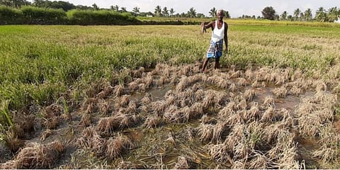 நெற்பயிர்களை அழிக்கும் ‘புது நோய்’ - அச்சத்திலும், வருத்தத்திலும் விவசாயிகள்