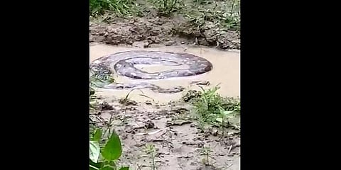 குடியாத்தம் அருகே அனகோண்டா பாம்பா..?: வீடியோ குறித்து வனத்துறை விளக்கம்