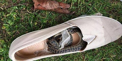 ஷூ-வுக்குள் இருந்து கடித்த பாம்பு - சென்னையில் உயிருக்கு போராடும் பெண்