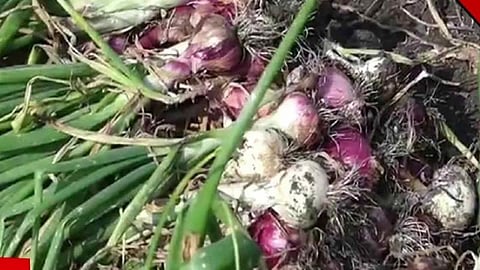 ரூ.30 ஆயிரம் மதிப்புள்ள வெங்காயம் திருட்டு: விவசாயி புகார்