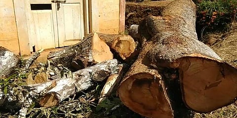 மரத்தை வெட்ட எதிர்த்ததால் ஆசிரியர் மீது பாலியல் புகார்? - போலீசார் விசாரணை