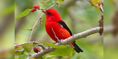 “பருவநிலை மாற்றங்களால் பறவைகளின் உடலமைப்பில் மாற்றம்”-ஆய்வில் தகவல்