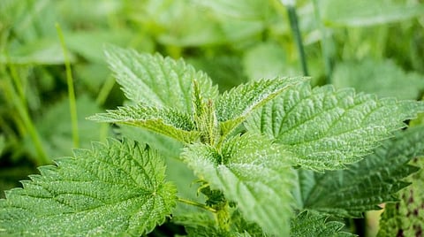 பீகாரிலிருந்து சென்னைக்கு வரும் போதை சாக்லேட்: 3 பேர் கைது..!