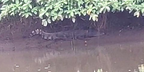 ஆற்றில் திரியும் முதலைகள் : அச்சத்தில் மக்கள்