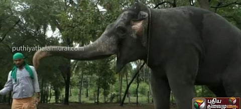 கோயில் யானைகளுக்கான புத்துணர்வு முகாம் தொடங்கியது