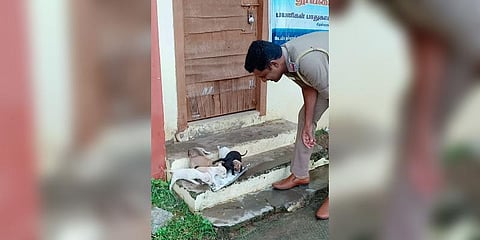 மழையில் தவித்த நாய்க்குட்டிகளுக்குப் பாசத்துடன் உணவளித்த காவல்துறை அதிகாரி