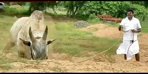 சின்னக்கொம்பன் காளைக்கு பயிற்சி அளிக்கும் விஜய பாஸ்கர்...! (வீடியோ)