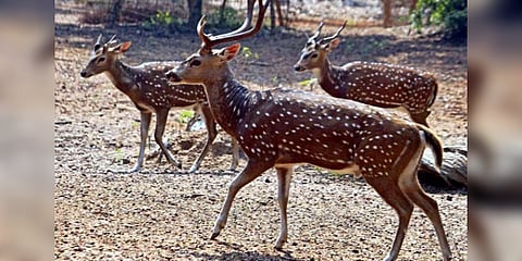 ‘கிண்டி பகுதியிலுள்ள மான்களை இடம் மாற்றலாம்’ - உயர்நீதிமன்றம் அனுமதி