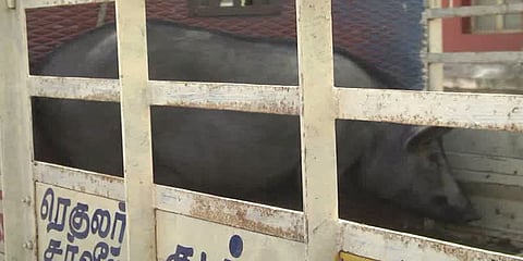 7 மாதங்களாக பன்றி திருடி வந்த 3 பேர் கைது