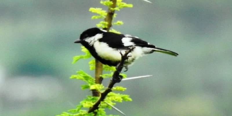 அரியவகை இனமான வெண்பிடரி பட்டாணி குருவியை படம்பிடித்த தலைமையாசிரியர்!