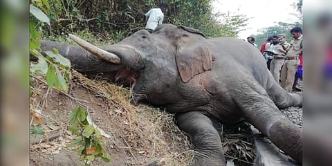 ரயில் மோதி காட்டுயானை உயிரிழப்பு - தண்டவாளத்தை கடந்தபோது சோகம்