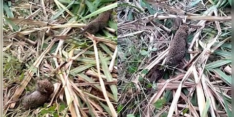 கரும்புத் தோட்டத்தில் 2 சிறுத்தை குட்டிகள் : பத்திரமாக மீட்ட வனத்துறை