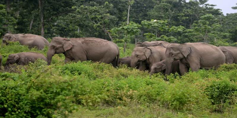 இந்தியாவில் காடுகளின் பரப்பு அதிகரிப்பு