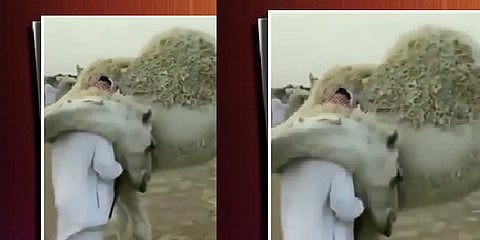 விடுமுறைக்கு பின் வந்த உரிமையாளரை அணைத்துக்கொண்ட ஒட்டகம் - வைரல் வீடியோ!