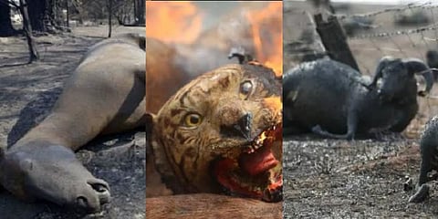 #Factcheck | ஆஸ்திரேலியா காட்டுத் தீ: வைரலாகும் பழைய புகைப்படங்கள்!