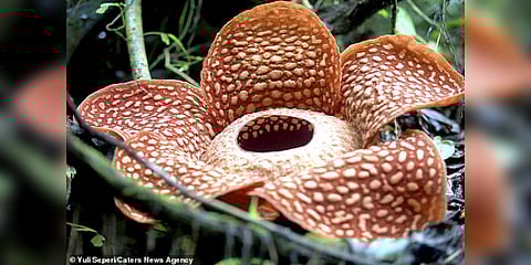 உலகின் மிகப் பிரம்மாண்ட மலர் - இயற்கை தந்த அதிசயம்