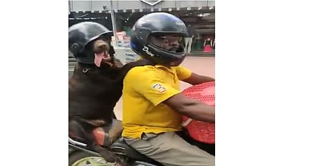 பைக்கில் ஹெல்மெட் அணிந்து செல்லும் நாய்...! வைரலாகும் வீடியோ