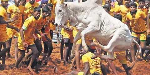 ஜல்லிக்கட்டு காளைகளை அடக்க ஆசைப்படும் காளையர்களே.. இதை கவனிச்சுக்கோங்க.!