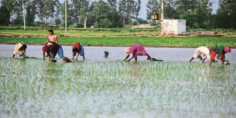 2018-ல் விவசாயம் சார்ந்த பணிகளில் ஈடுபட்ட 10,349 பேர் தற்கொலை: என்.சி.ஆர்.பி அறிக்கை