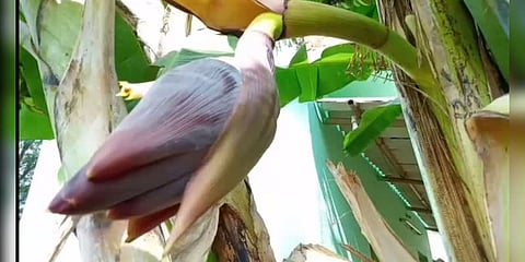 அடிமரத்தில் குலை தள்ளிய வாழை - பொதுமக்கள் ஆச்சரியம்