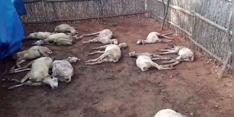 மர்ம விலங்கு கடித்து 15-க்கும் மேற்பட்ட ஆடுகள் பலி..!