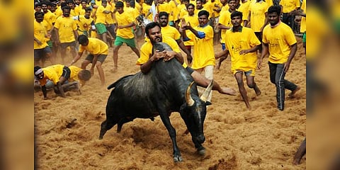 700 காளைகள் பங்கேற்கும் அவனியாபுரம் ஜல்லிக்கட்டு... தயார் நிலையில் காளையர்கள்.!