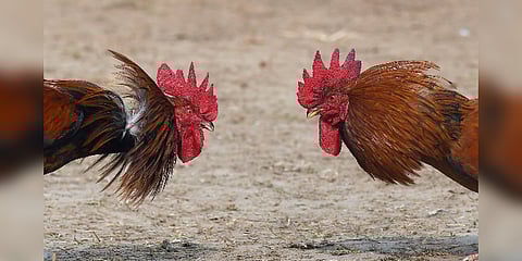 பாரம்பரியமிக்க சேவல் சண்டையை நடத்த நீடிக்கும் தடை.. கோரிக்கை வைக்கும் மக்கள்..!