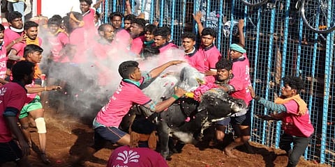 அவனியாபுரம் ஜல்லிக்கட்டு தொடர்பான மனு தள்ளுபடி